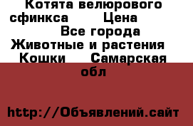 Котята велюрового сфинкса. .. › Цена ­ 15 000 - Все города Животные и растения » Кошки   . Самарская обл.